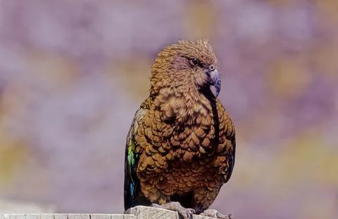 Kea Stock Photos