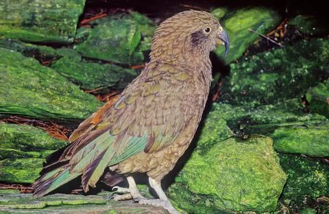 Kea Stock Photos