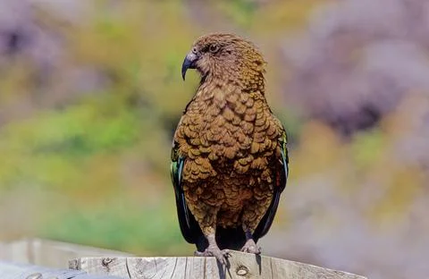 Kea Foto stock