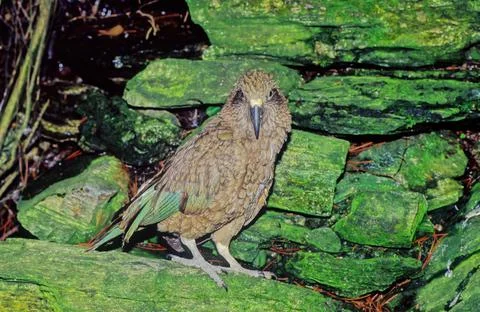 Kea Stock Photos