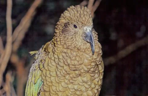Kea Stock Photos