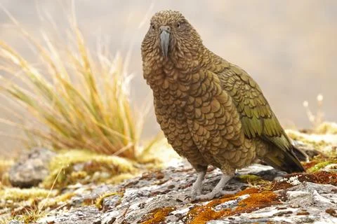 Kea Foto stock
