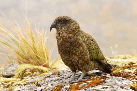 Kea Stock Photos