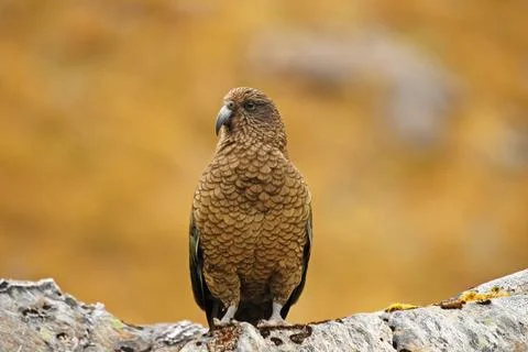 Kea Stock Photos