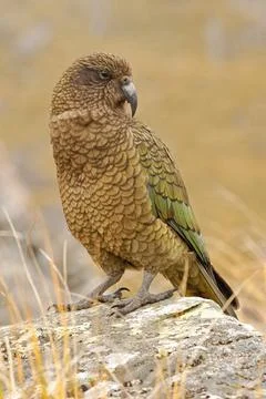 Kea Stock Photos
