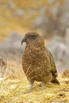 Kea Stock Photos