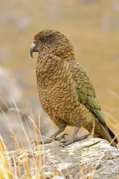 Kea Stock Photos