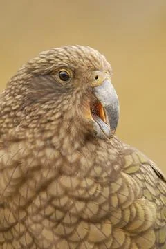 Kea Stock Photos