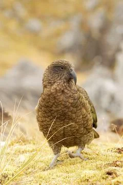 Kea Stock Photos