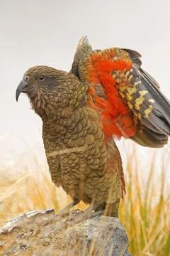 Kea Stock Photos