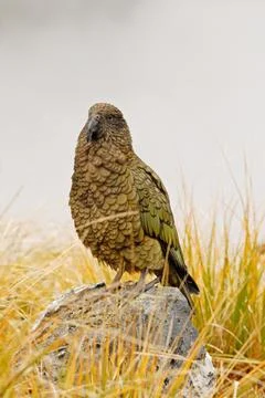 Kea Stock Photos