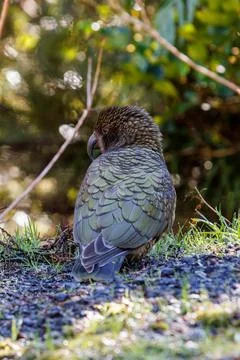 A kea sat on the ground Foto stock