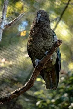 A kea sitting on a branch Stock Photos