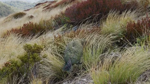 Kea on top of mountain Stock Footage 327764447