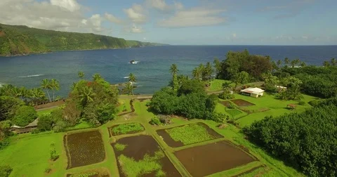 Keanae Aerial Static Taro Fields, Kalo Fileds and a bay. Stock Footage 74977170