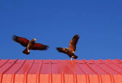 Keas misbehaving Stock Photos