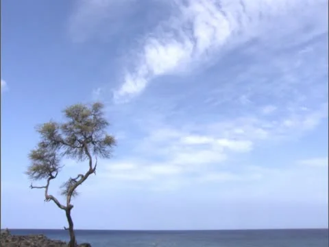 Keawe Tree at Shorline Stock-Footage 22243407