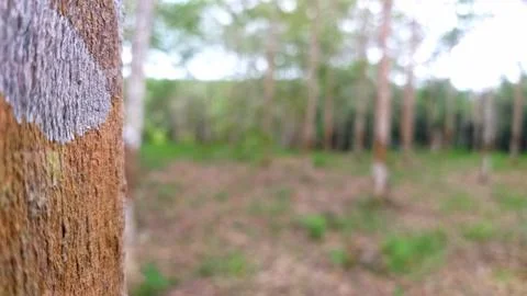 Kebun karet Stock Photos