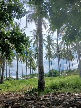 Kebun Kelapa Stock Photos