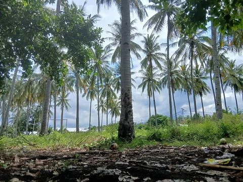 Kebun Kelapa Stock Photos