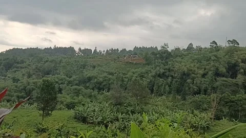 Kebun teh Stock Footage 213246712