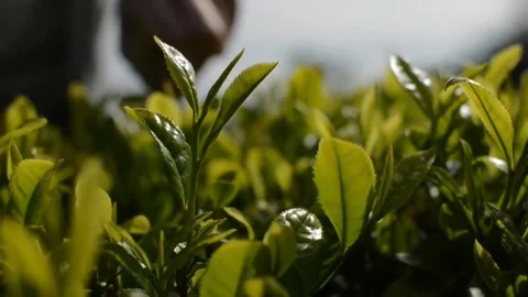 Kebun teh 動画素材 256682895