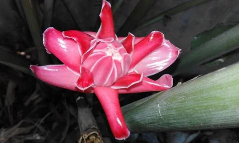 Kecombrang Flower 库存照片