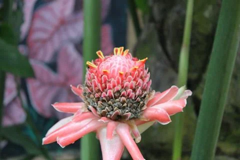 The kecombrang is a type of spice plant whose fruits. 写真素材