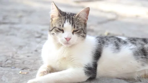 Kedi Stock Footage 133769691