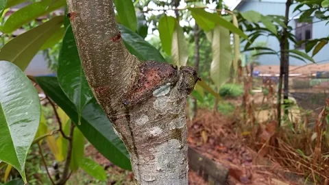 Kedondong fruit tree trunk Stock Footage 158750197