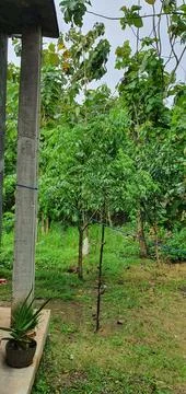 Kedondong tree Stock Photos