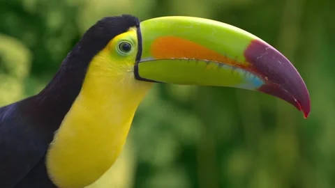 Keel billed toucan bird closeup with colorful beak in tropical forest environmen Stock Footage 328533862