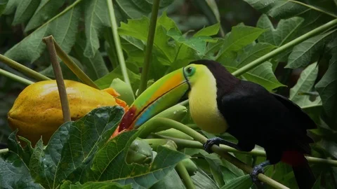 A keel billed toucan eats papaya in the rainforest of Belize. Stock Footage