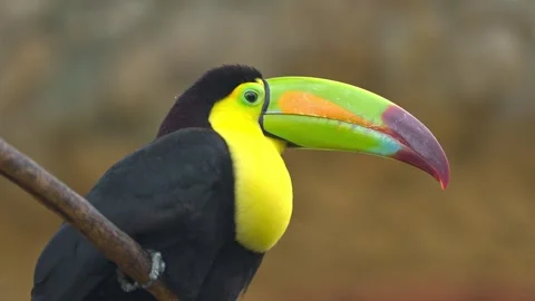 Keel billed toucan perched on a branch eating fruit with colorful beak in nature Stock Footage 328534151