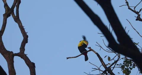 Keel-billed toucan preening on tree branch in Belize Stock Footage 331575830