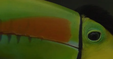 Keel-billed toucan resting in the forest 스톡 동영상 109366390