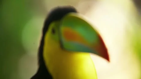 Keel Billed Toucan Tilts Head in Closeup Video stock 344052865