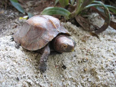 Keeled box turtle Foto stock