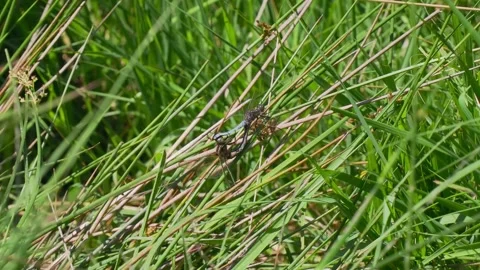 Keeled Skimmers Mating on a Reed Stock Footage 314017505