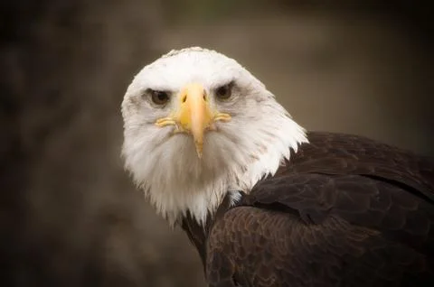 Keen glance of an eagle Stock-Fotos