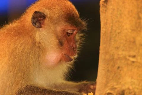 Keen monkey Stock Photos