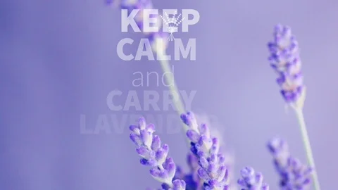 Keep calm and carry lavender Stock Footage 98423598