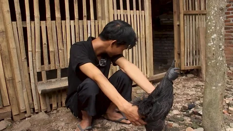 Keep chicken cemani Video stock 276397482