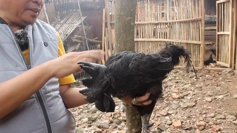 Keep chicken cemani Stock Footage 276398027