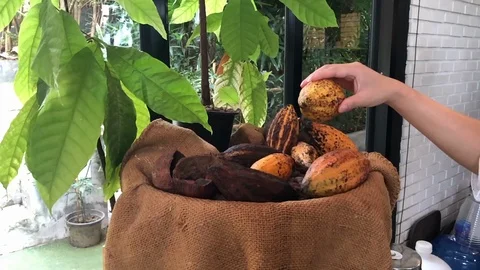 Keep cocoa fruit by hand to make chocolate Stock Footage 112776821