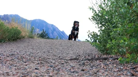 Keep Dogs Away from Snakes, Dog Staying Away from Snake, Trained Dog Near Stock Footage 246720631