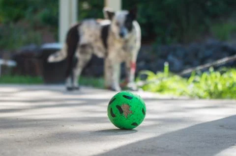Keep your eye on the ball focused concept Stock Photos