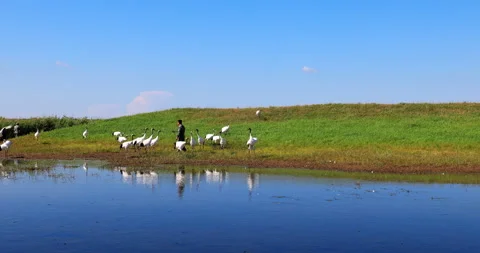 Keeper and red-crowned cranes in Zhalong wetland Stock Footage 213850230