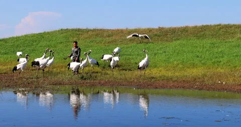 Keeper and red-crowned cranes in Zhalong wetland Stock Footage 213850926