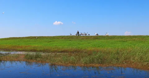 Keepers and red-crowned cranes in Zhalong wetland 스톡 동영상 213829404